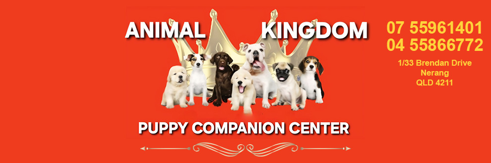 Animal Kingdom Puppy & Kitten Companion Center