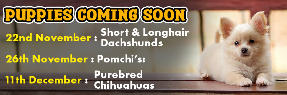 Puppies Coming Soon 2