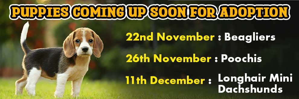 Puppies Coming Soon 1