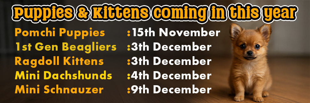 New Puppies Coming Soon 3