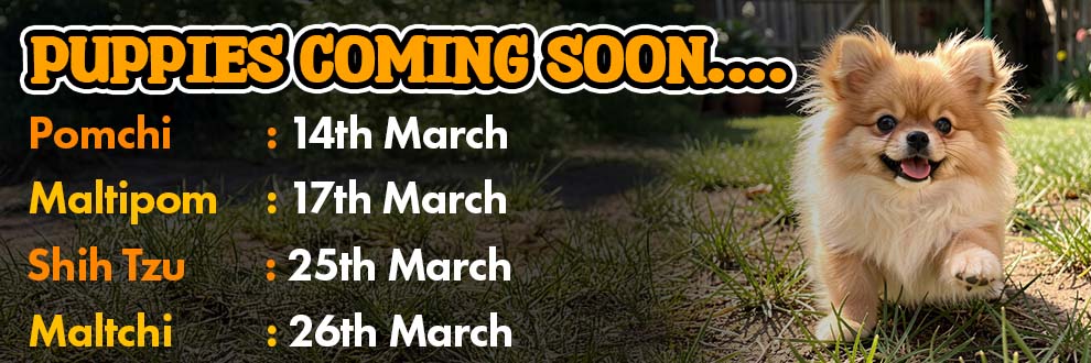 New Puppies Coming Soon 6